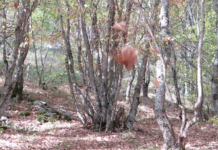 Autunno Ovindoli Autunno Ovindoli