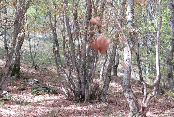 Autunno Ovindoli