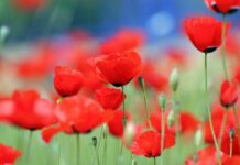 Primavera Ovindoli Primamera Ovindoli